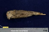 藏品(領角鴞)的圖片